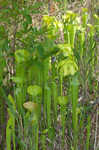 Green pitcherplant